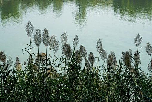 Lush reeds growing along the riverside in the park
