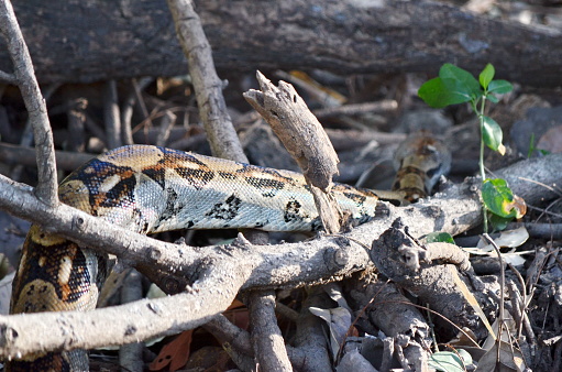 Boa constrictor along a dirt road in Costa Rica