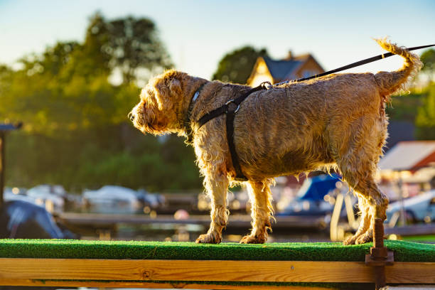 istock Wet dog on water shore 2086514793