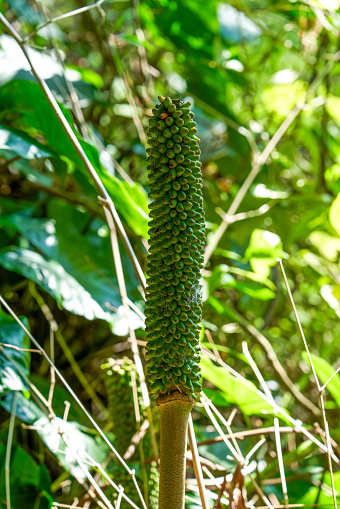 Close-up of konjac rhizome grown outdoors