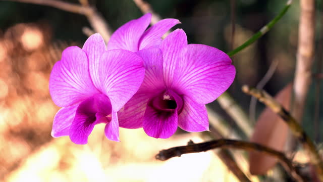 Closeup view of beautiful blooming madame orchid flowers.