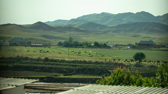 a group of sheep in valley