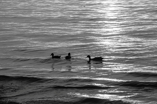 a black and white photograph of three ducks wading in the water near the shores of Lake Ontario with sunset reflecting in the water