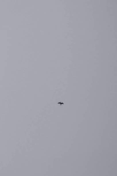 istock a lonely bird flying high above on a grey day 2086530542