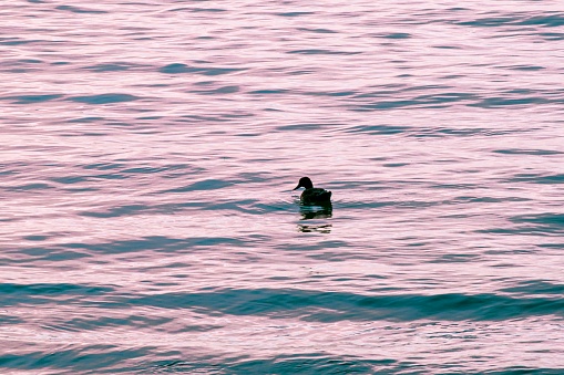 A silhouetted duck wading on the water as the sunset reflects on the water and colors the water pink