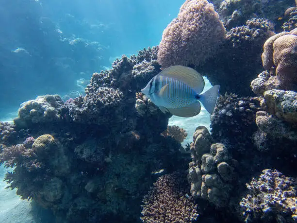 Indian sailfin doctorfish, surgeonfish, in the coral reef during a dive in Bali