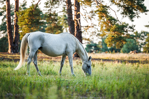 White horse on pasture in forest. Mare grazing grass outdoors