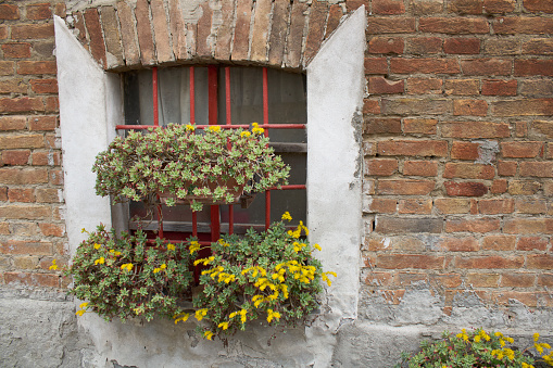 While hiking, you notice this abandoned house with flowers overgrowing a window