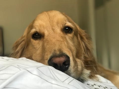 Golden retriever dog cuddling in bed and looking with sad tired eyes