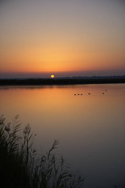 Swans on a lake at sunrise