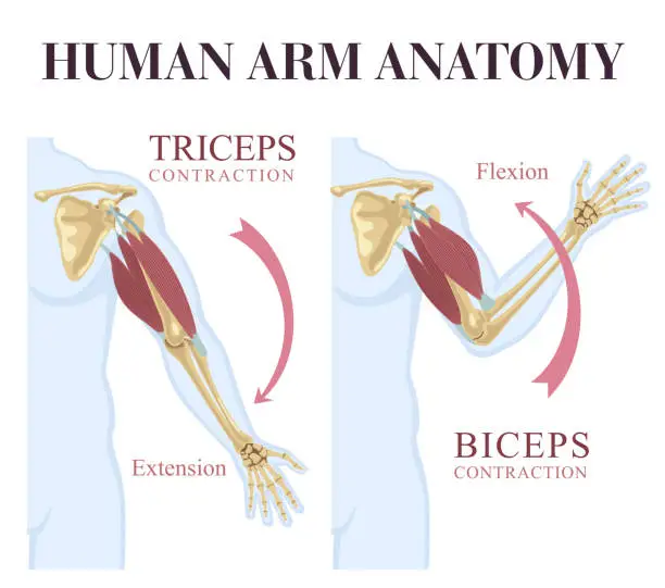 Vector illustration of Human Arm Anatomy. Biceps and Triceps Movement.