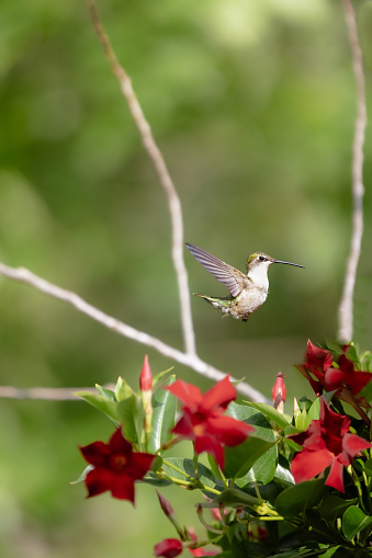 Ruby-throated hummingbird