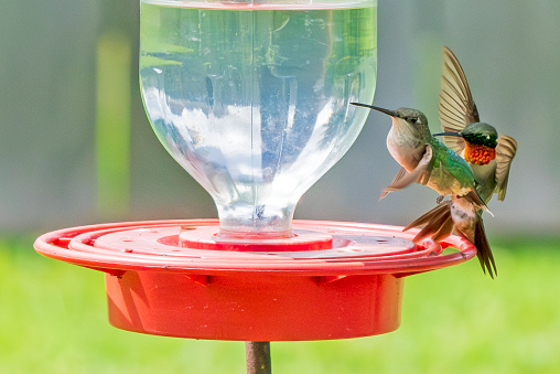 Juvenile and adult ruby-throated hummingbirds around a feeder
