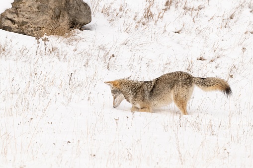 Coyote hunting in the meadow in the middle of winter, intently listening for sounds under the snow.