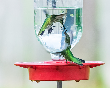 Juvenile ruby-throated hummingbirds sparring at bird feeder