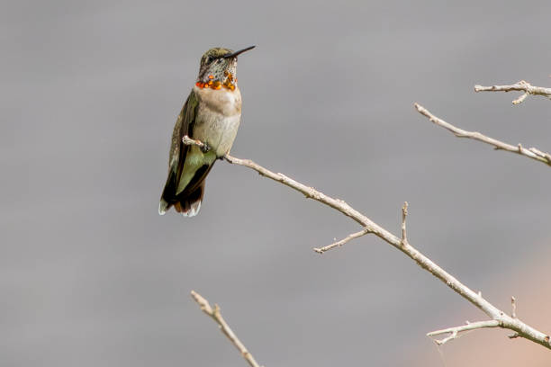 A male Ruby-throated Hummingbird, Archilochus colubris, hovers over a red and yellow hummingbird feeder.  Hummingbirds area favorite of bird watchers and readily come to backyard bird feeders.