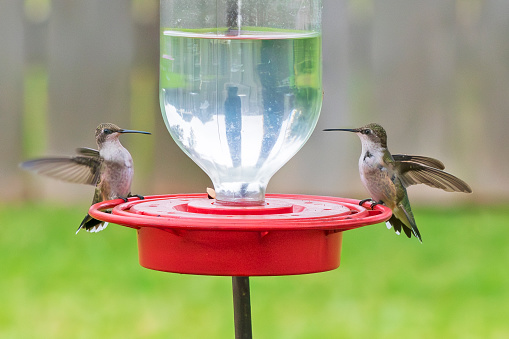 A pair of juvenile ruby-throated hummingbirds on a bird feeder