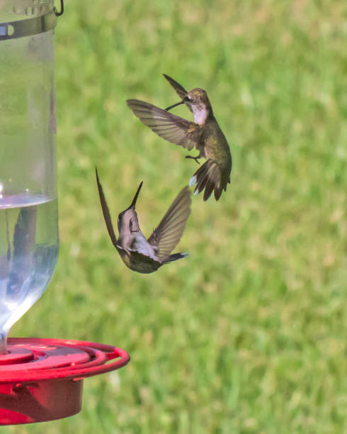 istock Juvenile Red Throated Hummingbirds Sparring 2086559491