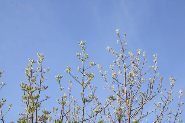 white blossom and fresh leaves of Sorbus domestica tree