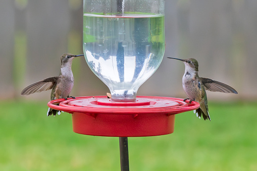 A pair of ruby-throated hummingbirds sharing a feeder