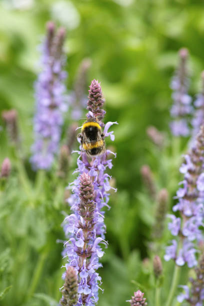 istock Buff-tailed bumblebee (Bombus terrestris) working on Salvia nemorosa 'Blue Hill' 2086564217