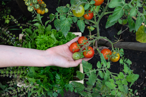 Harvesting red tomatoes in the garden