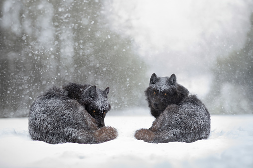 Canadian wolves lying against the backdrop of falling snow