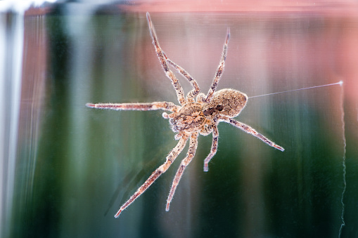 Nosferatu spider, trapped under glass with spun thread