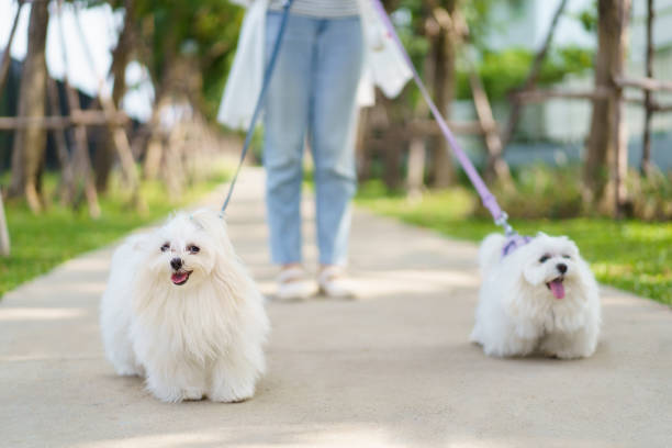 istock Woman walking with a pet. 2086582639