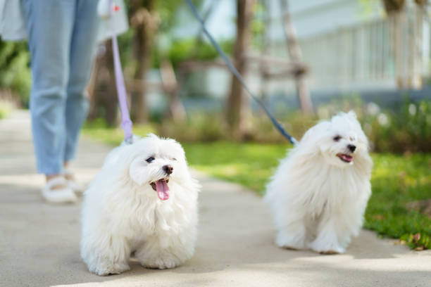 Happy Asian woman taking a Maltese dog - dogs walking in the public park in the morning, female pet sitter taking a dog talking around the park.