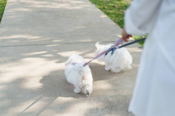 Happy Asian woman taking a Maltese dog - dogs walking in the public park in the morning, female pet sitter taking a dog talking around the park.