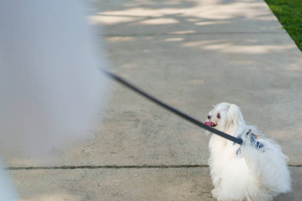 puppy sitting looking at the side of the road, with car in the background, contemplating its owner