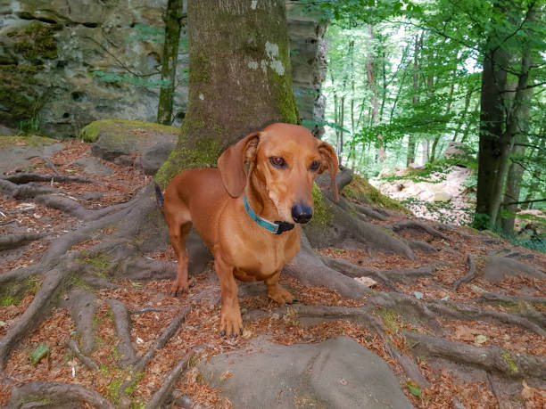istock Brown short-haired dachshund standing on exposed roots of a tree on rocky hill 2086583704