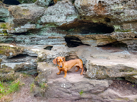 Short-haired brown dachshund standing on a rock with rock formation with holes