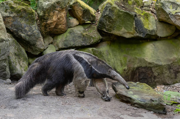 муравьед, myrmecophaga tridactyla фон камней - anteater animal nose animal ant стоковые фото и изображения