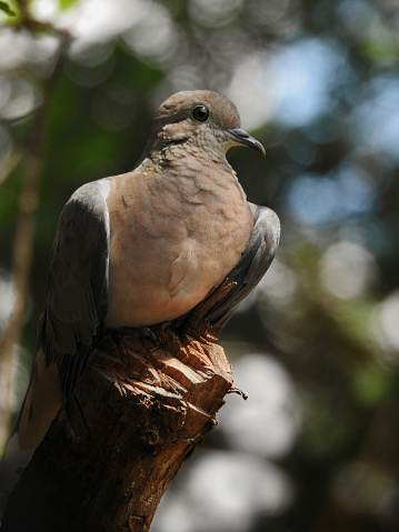 A vertical shot of an eared dove (zenaida auriculata) which is a New World dove, largelly found in Brazil.