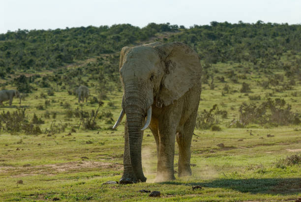 Angry elephant with flapping ears, stirring up dust to show intent.