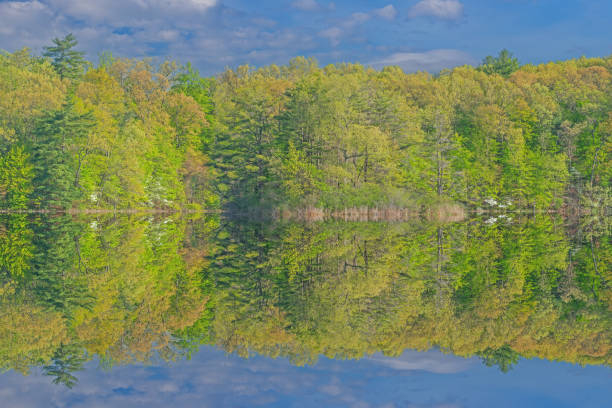 Spring landscape at sunrise of the shoreline of Hall Lake with dogwoods in bloom and with reflections in calm water, Yankee Springs State Park, Michigan, USA