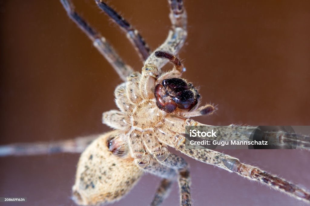 Spider Bottom Nosferatu Spider Macro Bottom Side Stock Photo - Download Image Now ...