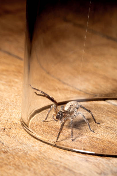 istock Nosferatu spider trapped under glass 2086592175