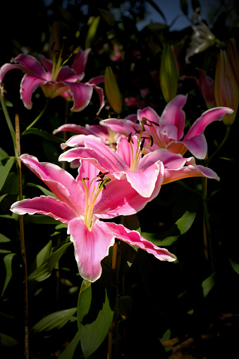 blooming colorful Oriental Lily(Fragrant Lily) flowers, close-up of pink lily flowers blooming in the garden