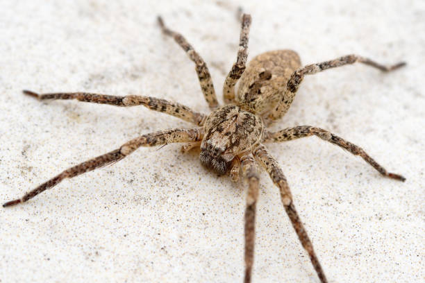 Nosferatu spider on stone floor outdoors, macro