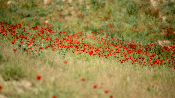 istock red flowers in a green mountain 2086602544