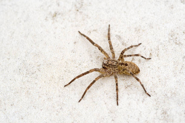 istock Nosferatu spider on stone floor outdoors 2086602547