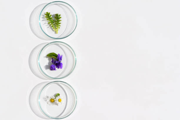 istock Petri dishes with various kinds of herbs 2086605668