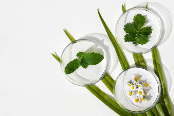 istock Petri dishes with fresh herbs on green leaves, white background, copy space 2086605926