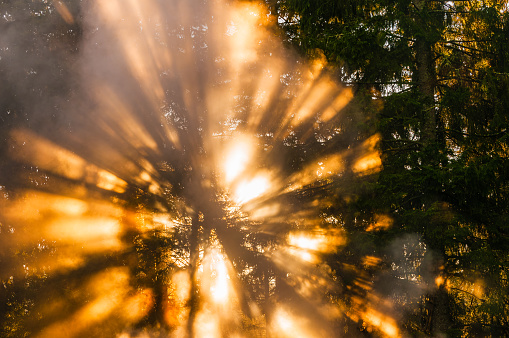 The sun bursts through the dense mist in a Swedish forest, casting radiant beams of light that filter between the tree trunks. The early morning light creates a majestic and ethereal atmosphere, showcasing natures breathtaking interplay between light and shadow.