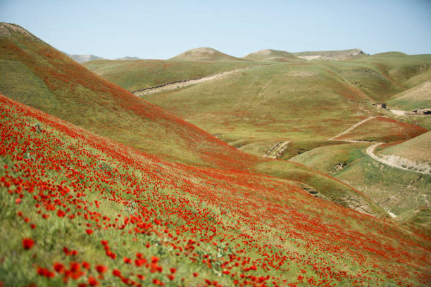 Poppies swaying in the wind among the green hills. Selective focus.