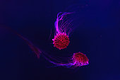 Group of fluorescent jellyfish swimming underwater aquarium pool with red neon light.