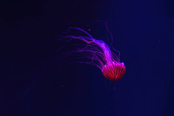 istock Fluorescent jellyfish swimming underwater aquarium pool with red neon light. 2086608829
